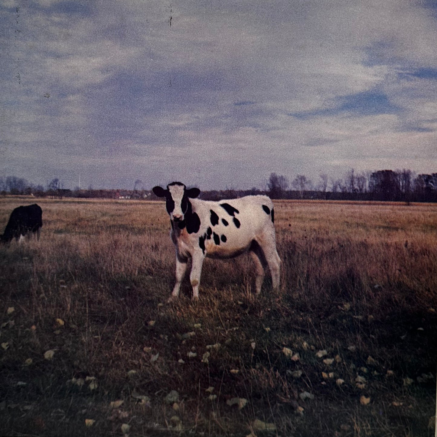 The Screaming Abdabs – The Dark Side Of The Moo