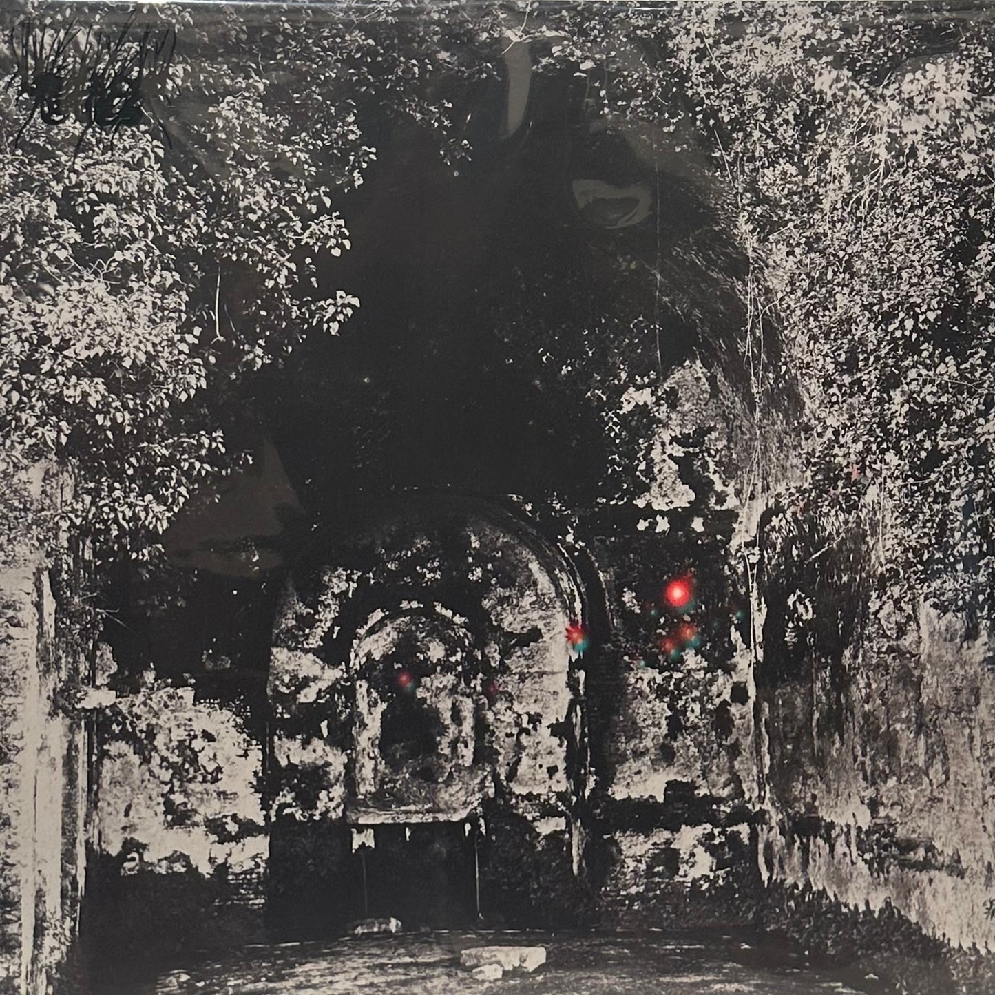 Yellow Eyes – Rare Field Ceiling