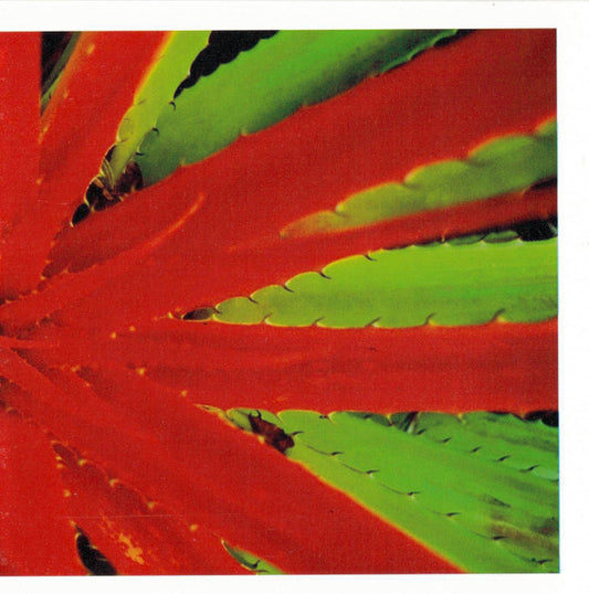 Jejune – This Afternoons Malady